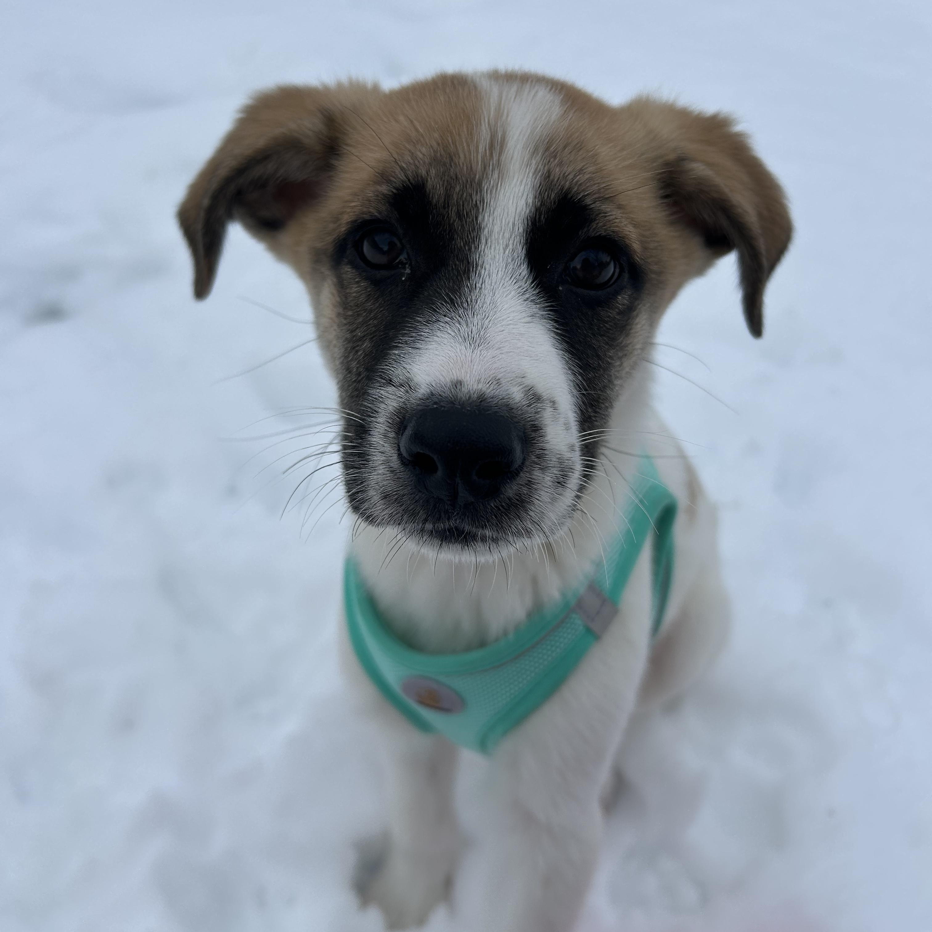 Polar, ADOPTABLE, Puppy Female Great Pyrenees & Border Collie.