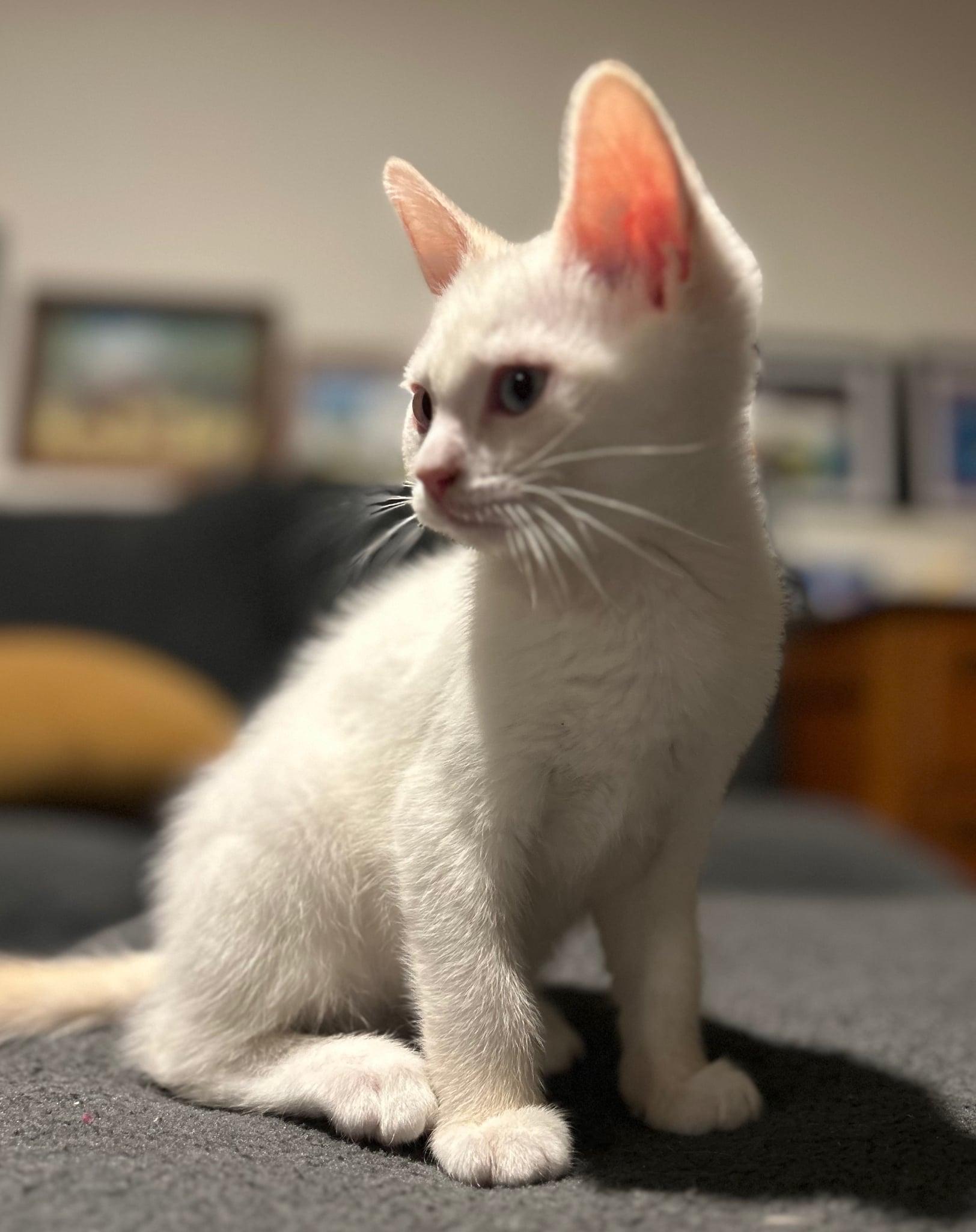 Pepper Jack, Adopted, Young Male Domestic Short Hair.