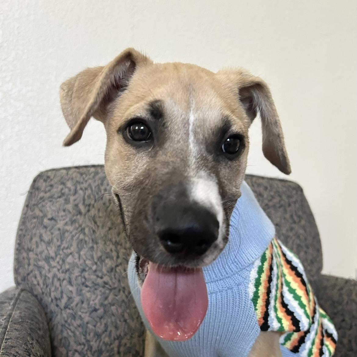 Enlarge Rowan, a Adoptable mixed breed in Ashland, VA image 2/6