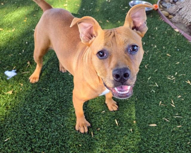 Enlarge HAZEL, a Adoptable Staffordshire Bull Terrier in Antioch, CA image 1/1