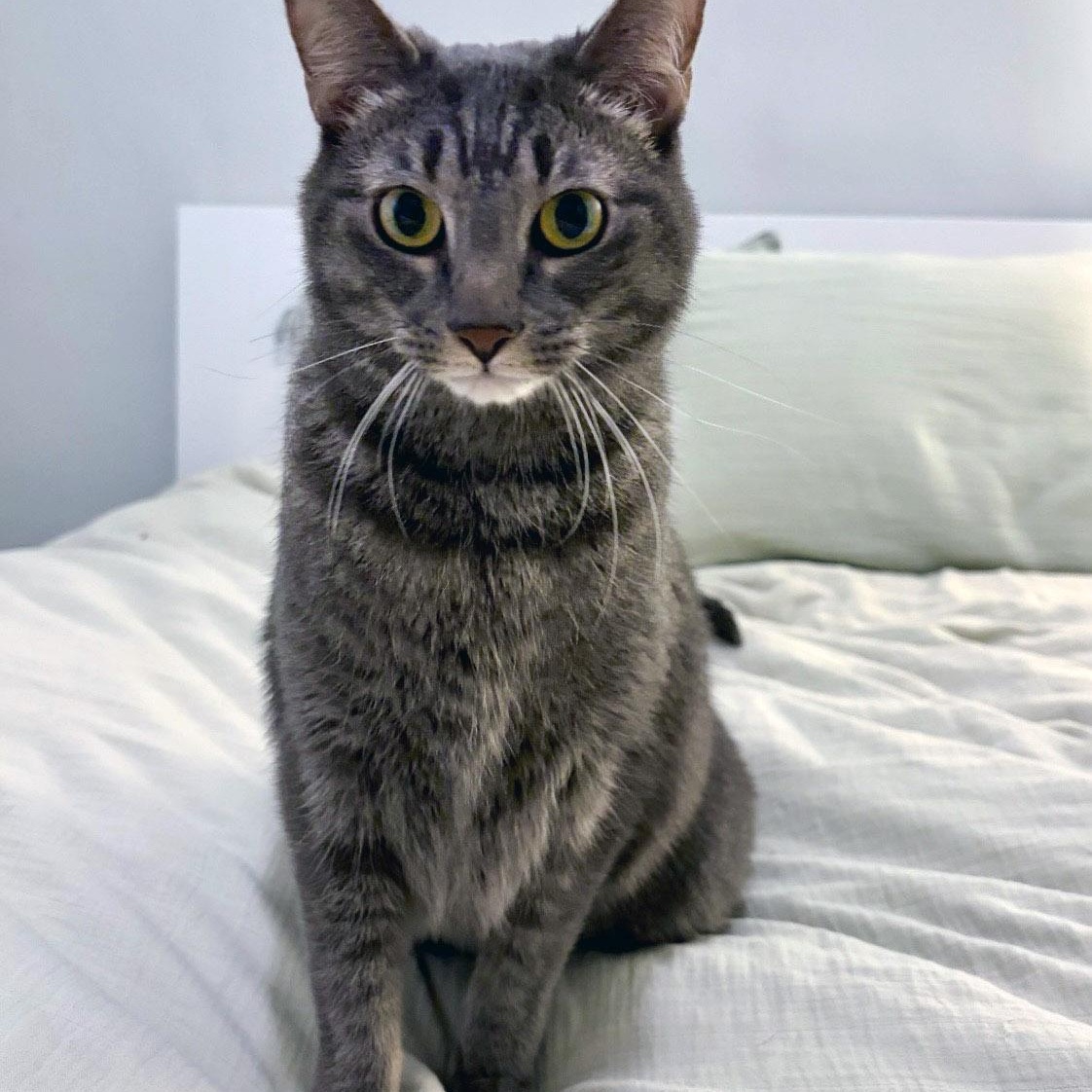 Mister Joey, a ADOPTABLE Domestic Short Hair in Chicago, IL image 5/6