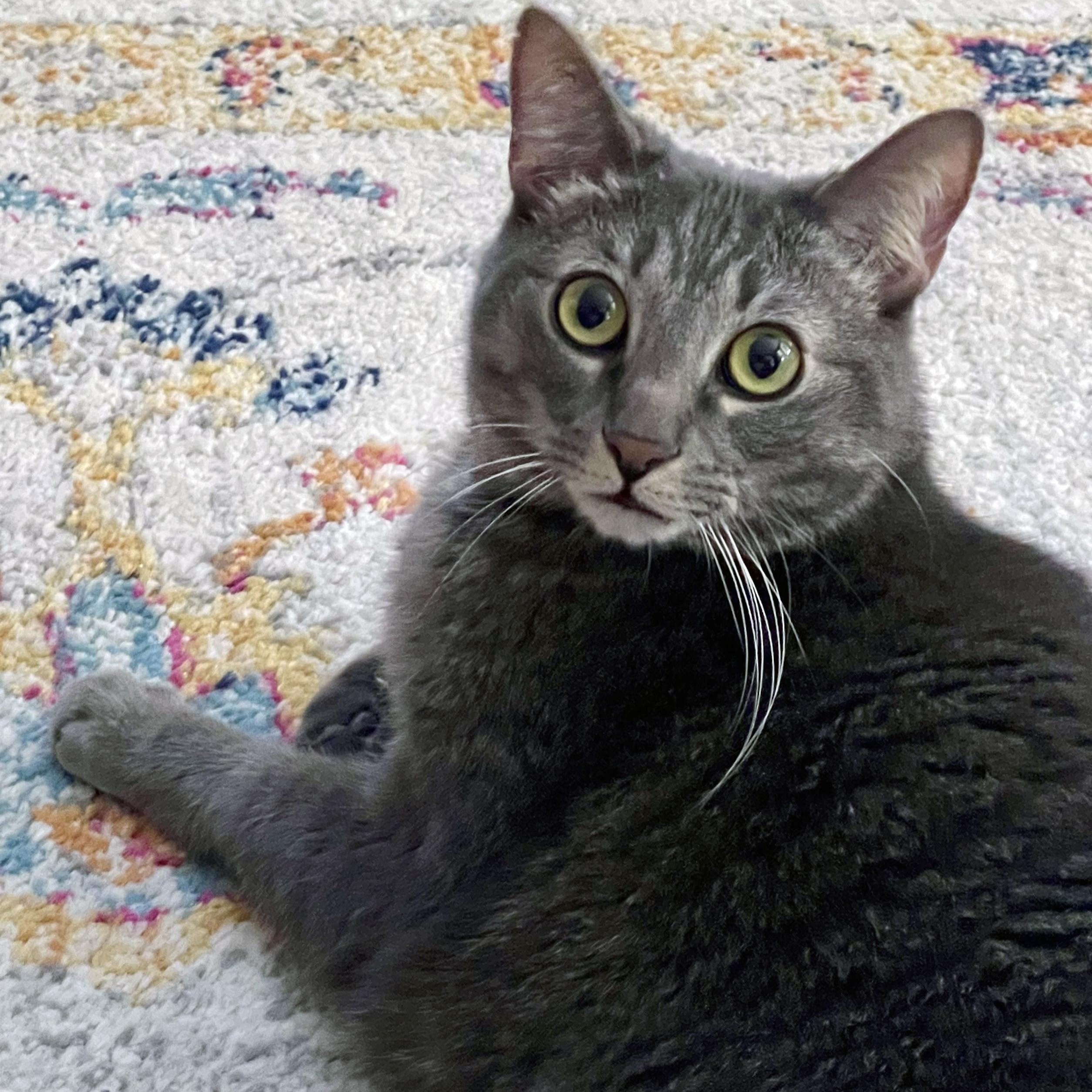 Mister Joey, ADOPTABLE, Adult Male Domestic Short Hair.