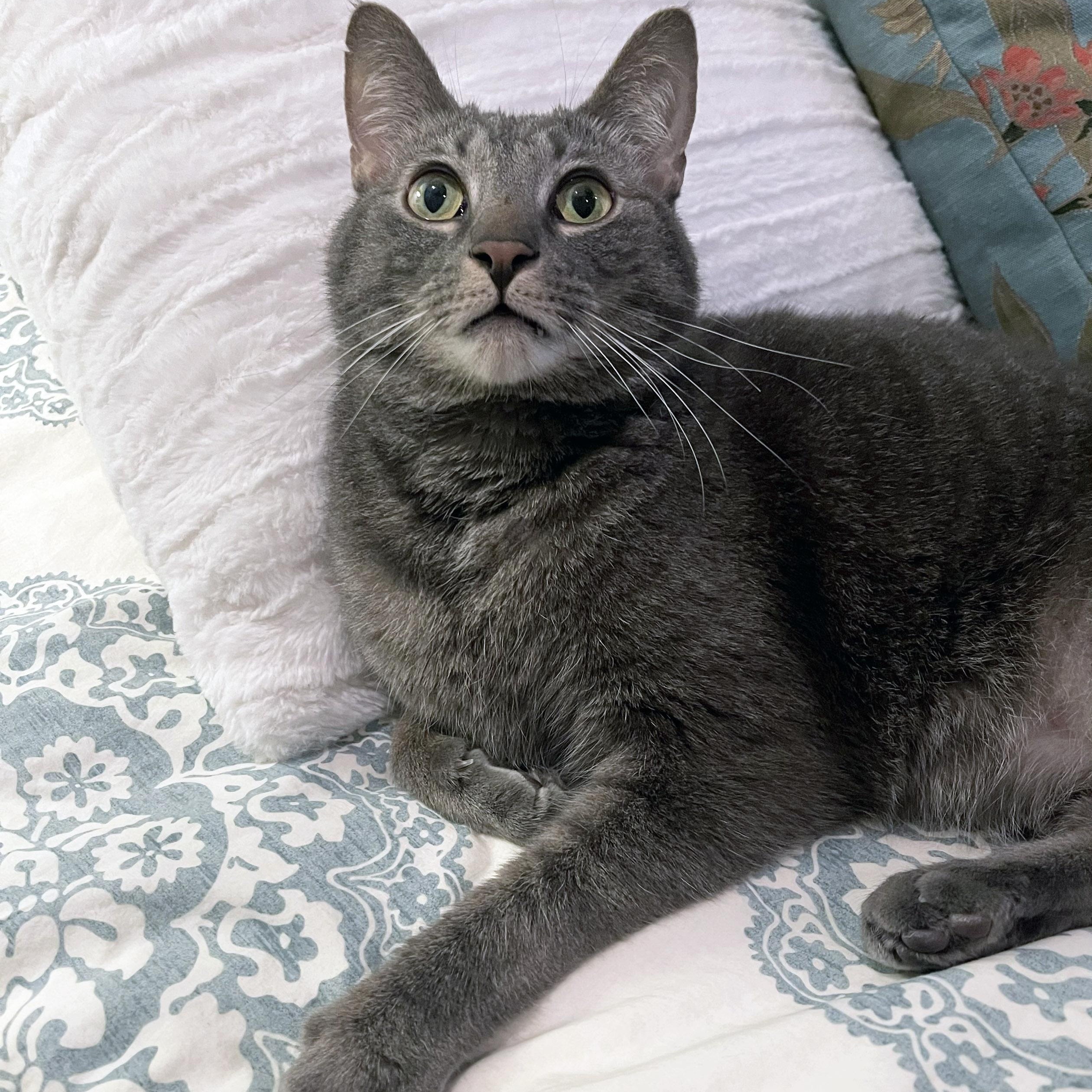 Mister Joey, a ADOPTABLE Domestic Short Hair in Chicago, IL image 2/6
