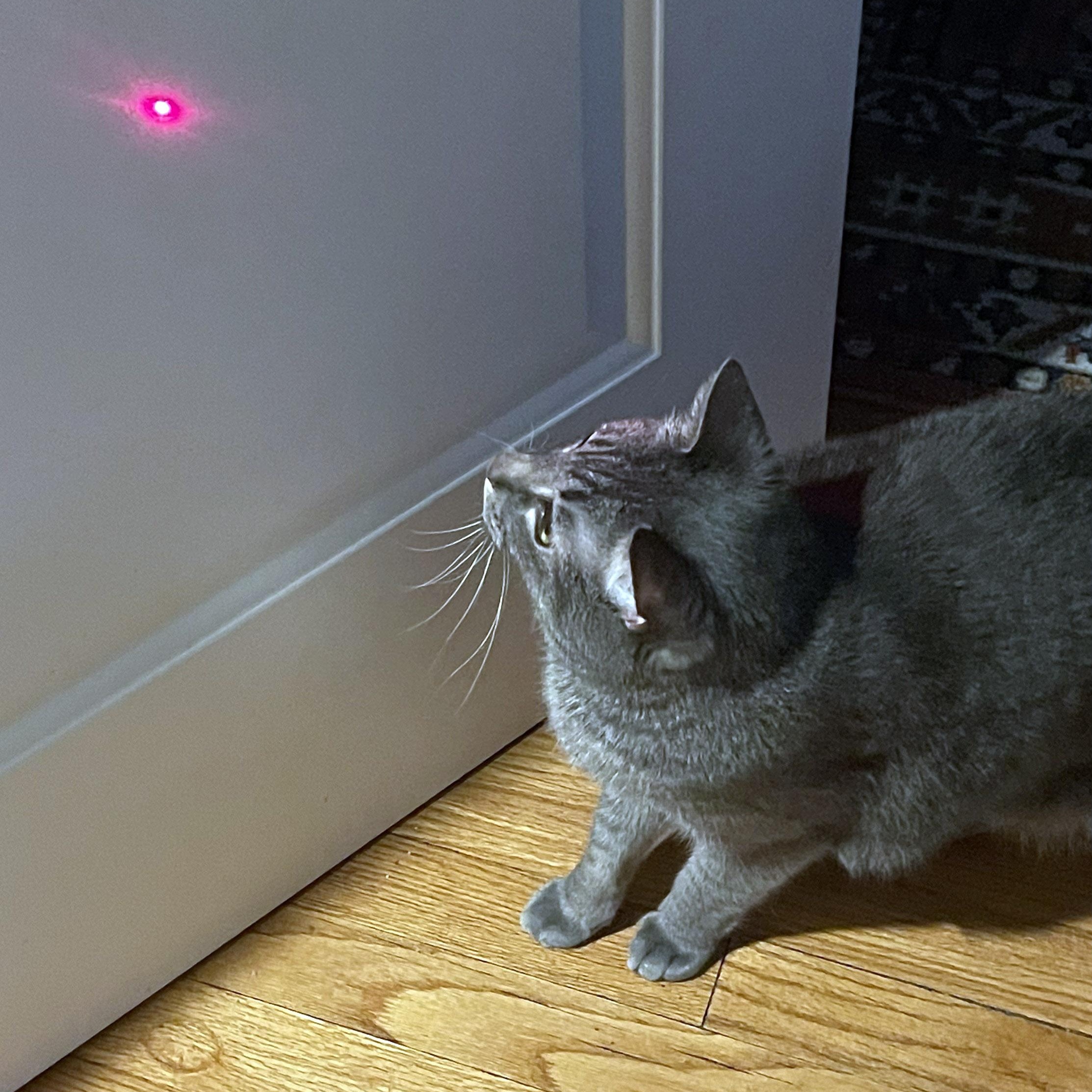 Mister Joey, a ADOPTABLE Domestic Short Hair in Chicago, IL image 6/6