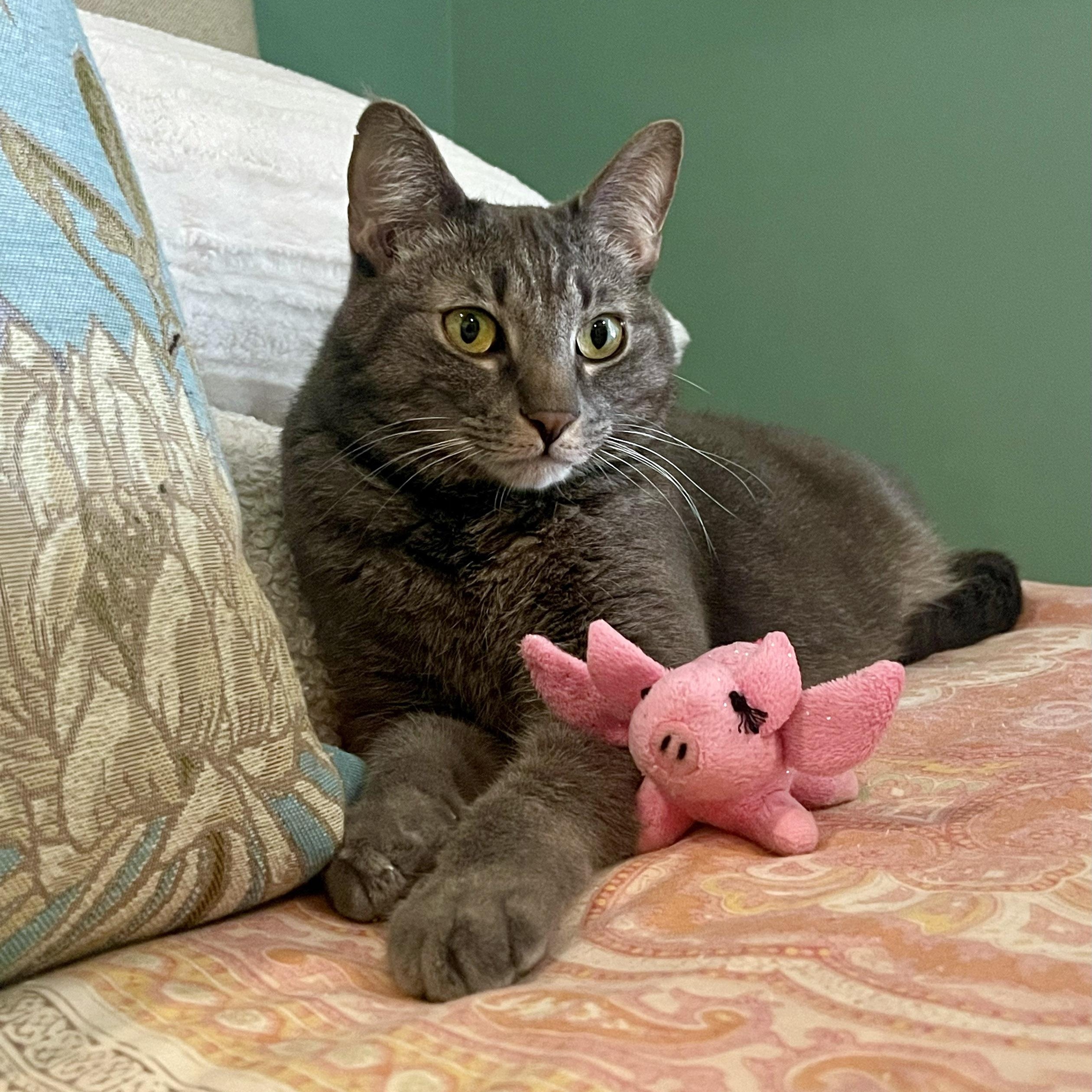 Mister Joey, a ADOPTABLE Domestic Short Hair in Chicago, IL image 3/6