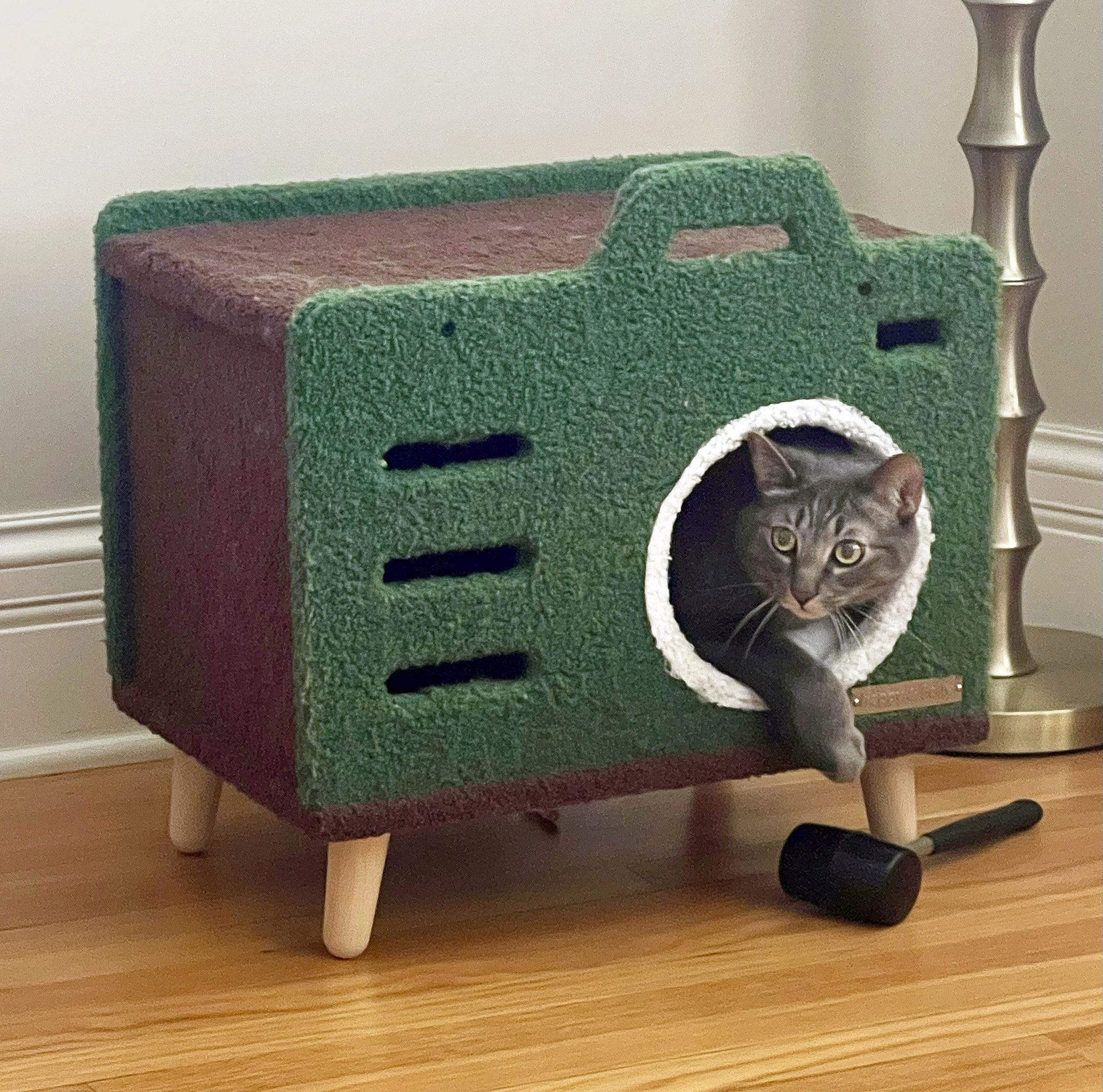 Mister Joey, a ADOPTABLE Domestic Short Hair in Chicago, IL image 4/6