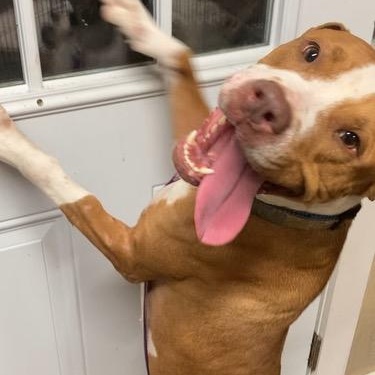 Brownie Pit Bull Terrier Dog