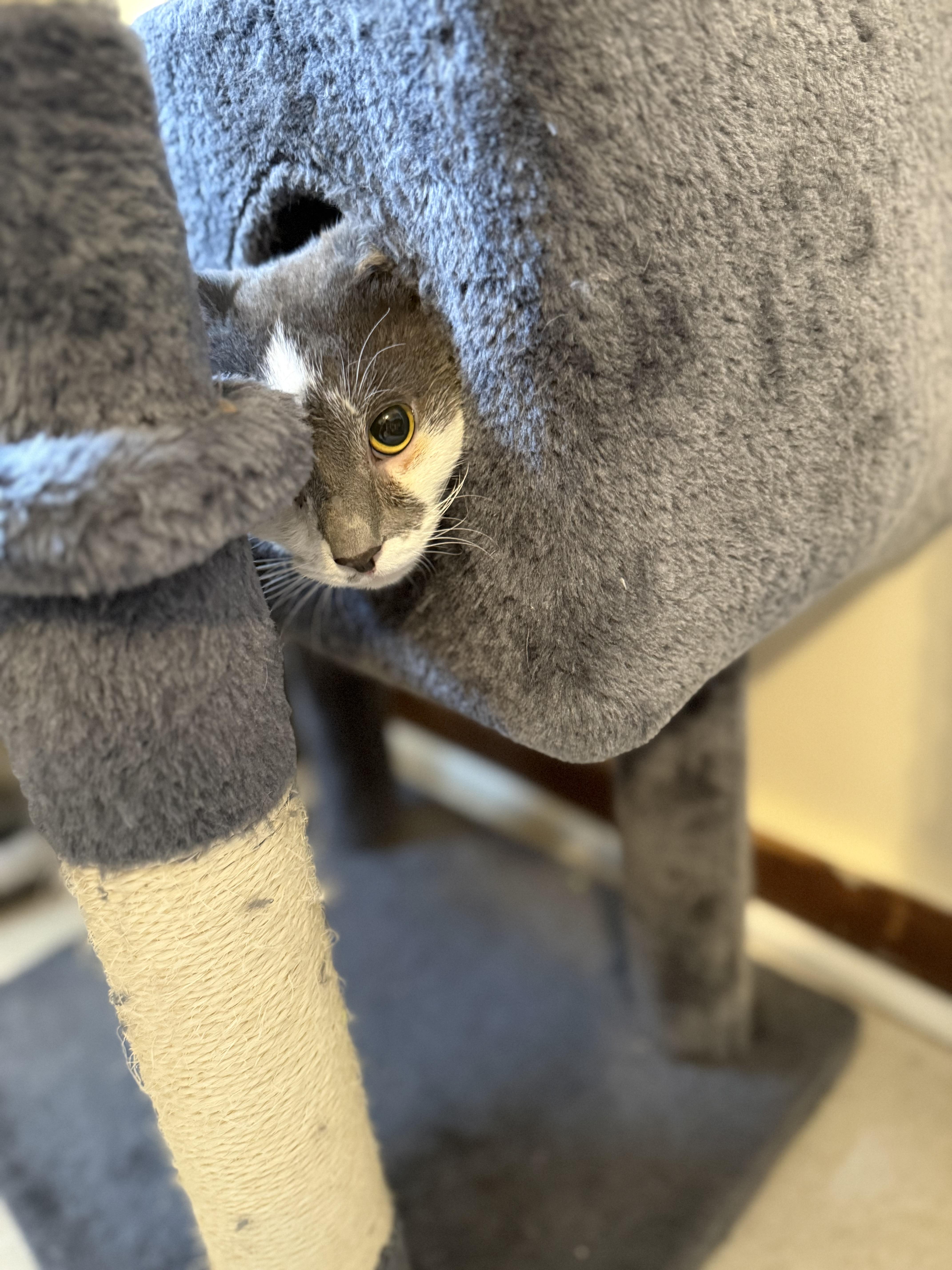 Enlarge Winter, an adopted Domestic Short Hair in OLEAN, NY image 1/1