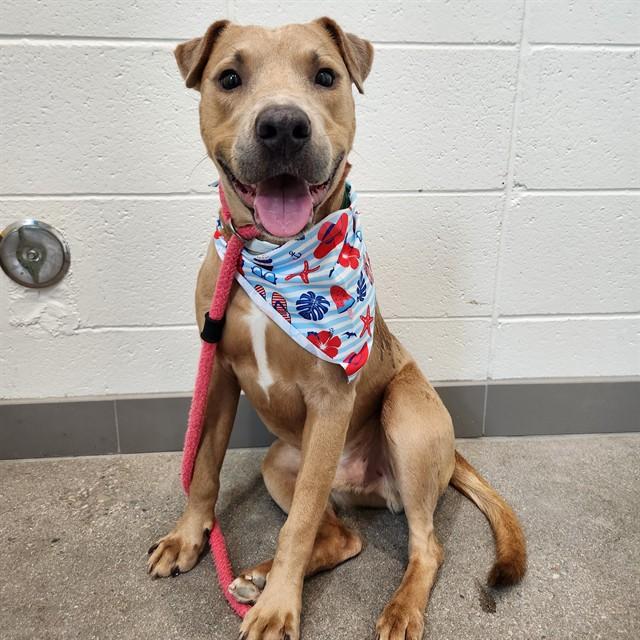 ARCHER, Adoptable, Young Male Labrador Retriever & Mixed Breed.