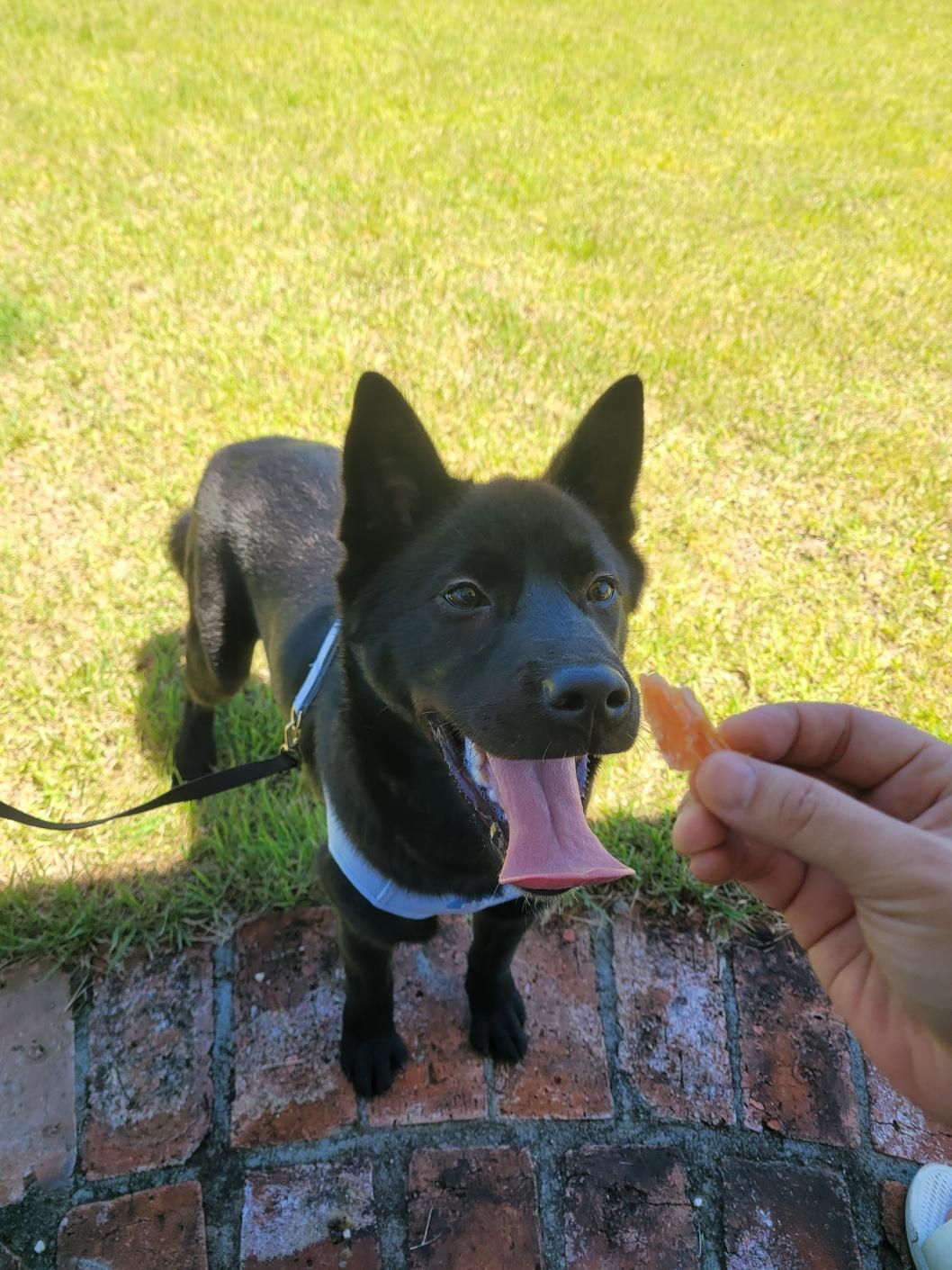Enlarge ROCKY, a Adoptable mixed breed in Centreville, VA image 3/6