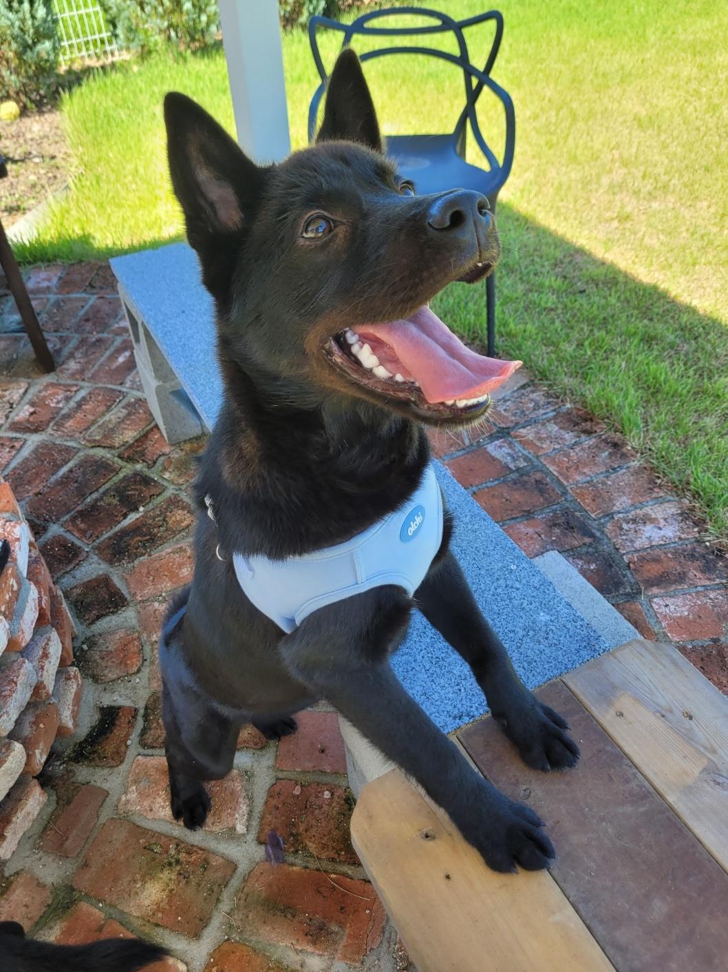 Enlarge ROCKY, a Adoptable mixed breed in Centreville, VA image 1/6