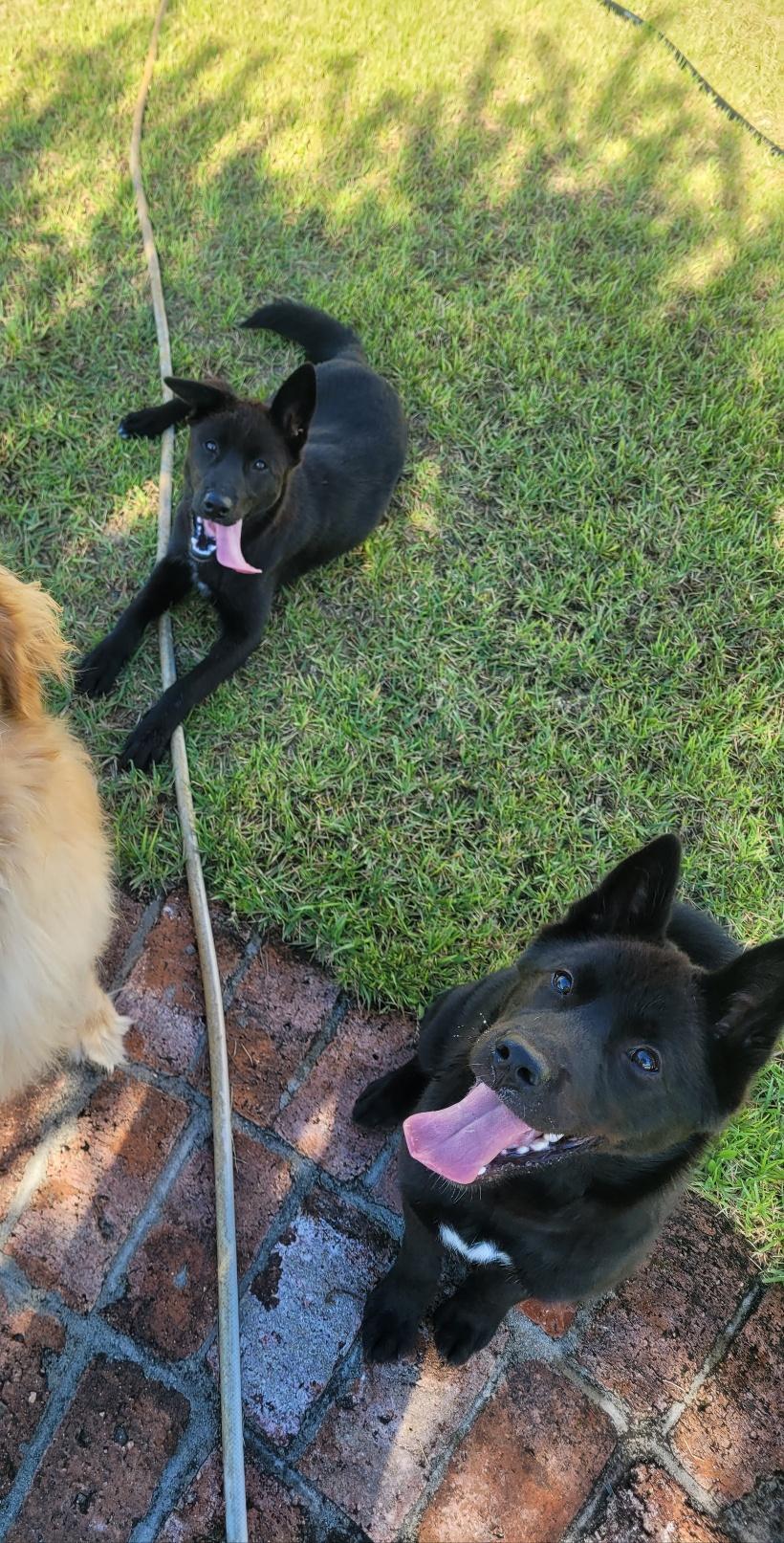 Enlarge ROCKY, a Adoptable mixed breed in Centreville, VA image 5/6