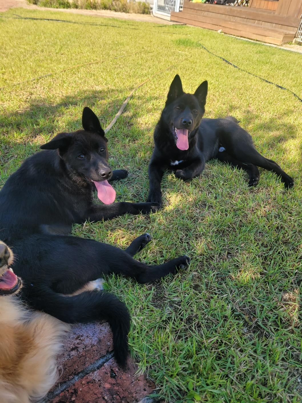 Enlarge ROCKY, a Adoptable mixed breed in Centreville, VA image 6/6