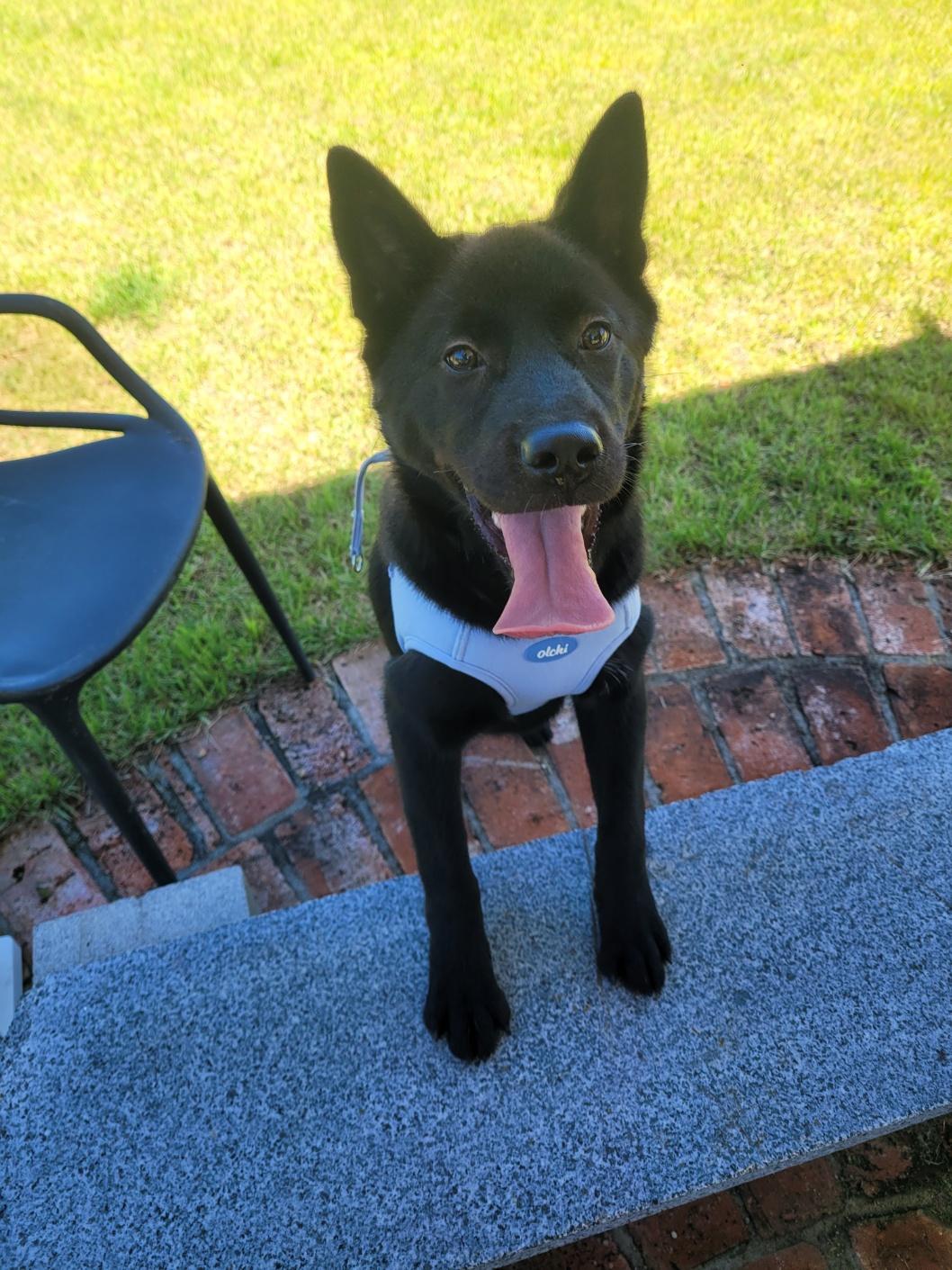 Enlarge ROCKY, a Adoptable mixed breed in Centreville, VA image 2/6