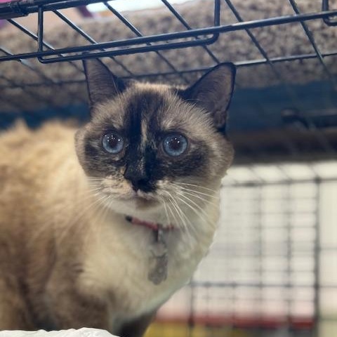 Enlarge SQUIRT, a Adoptable Siamese in Harrisville, UT image 2/5