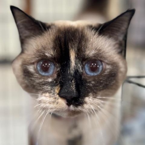 Enlarge SQUIRT, a Adoptable Siamese in Harrisville, UT image 4/5