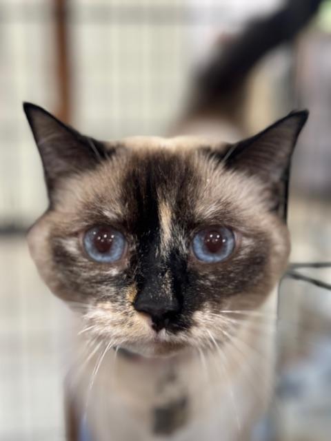 Enlarge SQUIRT, a Adoptable Siamese in Harrisville, UT image 1/5