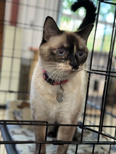 Enlarge SQUIRT, a Adoptable Siamese in Harrisville, UT image 5/5