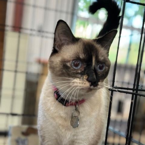 Enlarge SQUIRT, a Adoptable Siamese in Harrisville, UT image 3/5