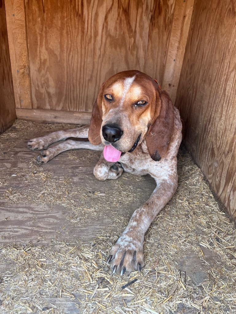 Enlarge Johnny, a Adoptable mixed breed in Heber City, UT image 1/1