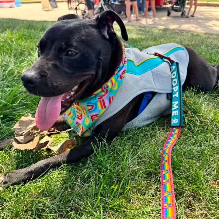 Enlarge Cinderella, a Adoptable American Staffordshire Terrier in East Peoria, IL image 3/5