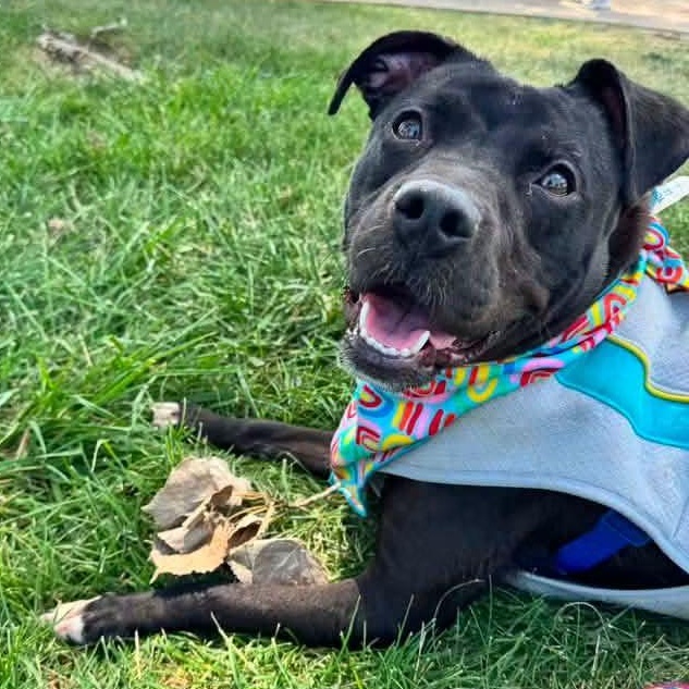 Cinderella, Adoptable, Young Female American Staffordshire Terrier.