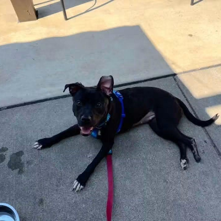 Enlarge Cinderella, a Adoptable American Staffordshire Terrier in East Peoria, IL image 2/5