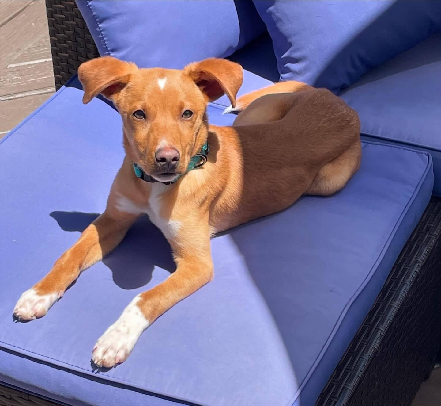 Cheerio, Adoptable, Puppy Male Hound & Chihuahua.