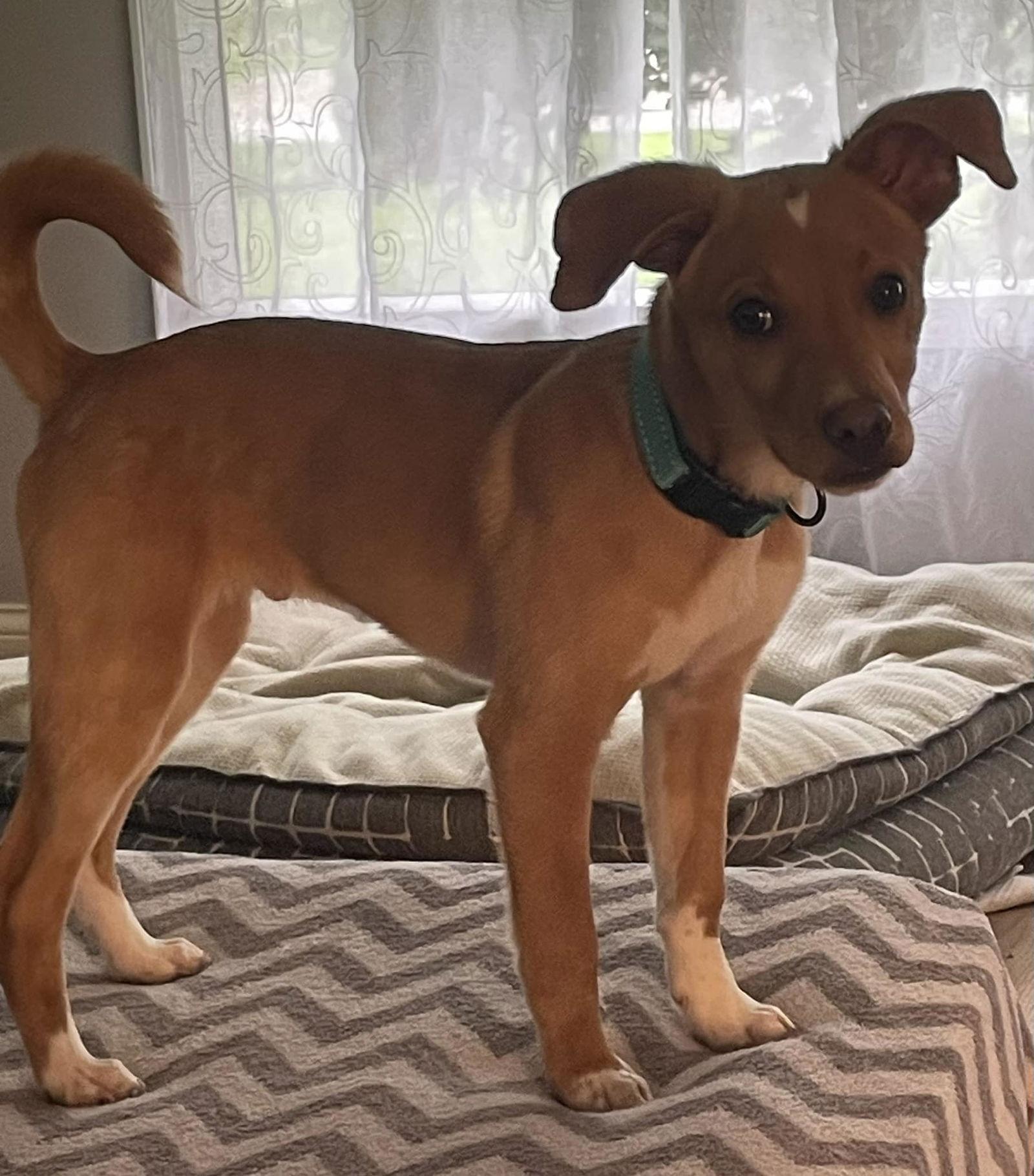 Enlarge Cheerio, a Adoptable mixed breed in Gates Mills, OH image 2/3