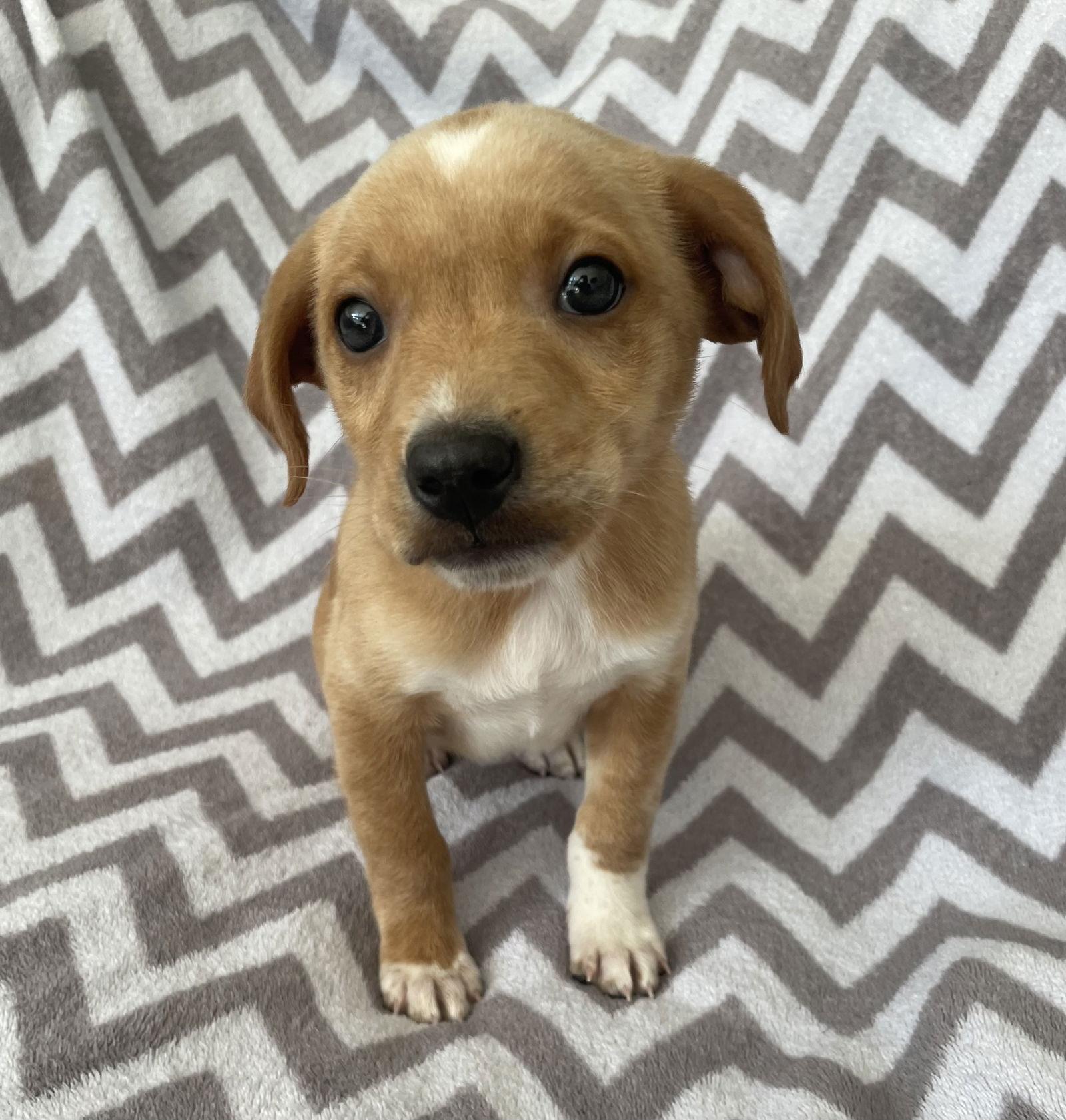 Enlarge Cheerio, a Adoptable mixed breed in Gates Mills, OH image 3/3