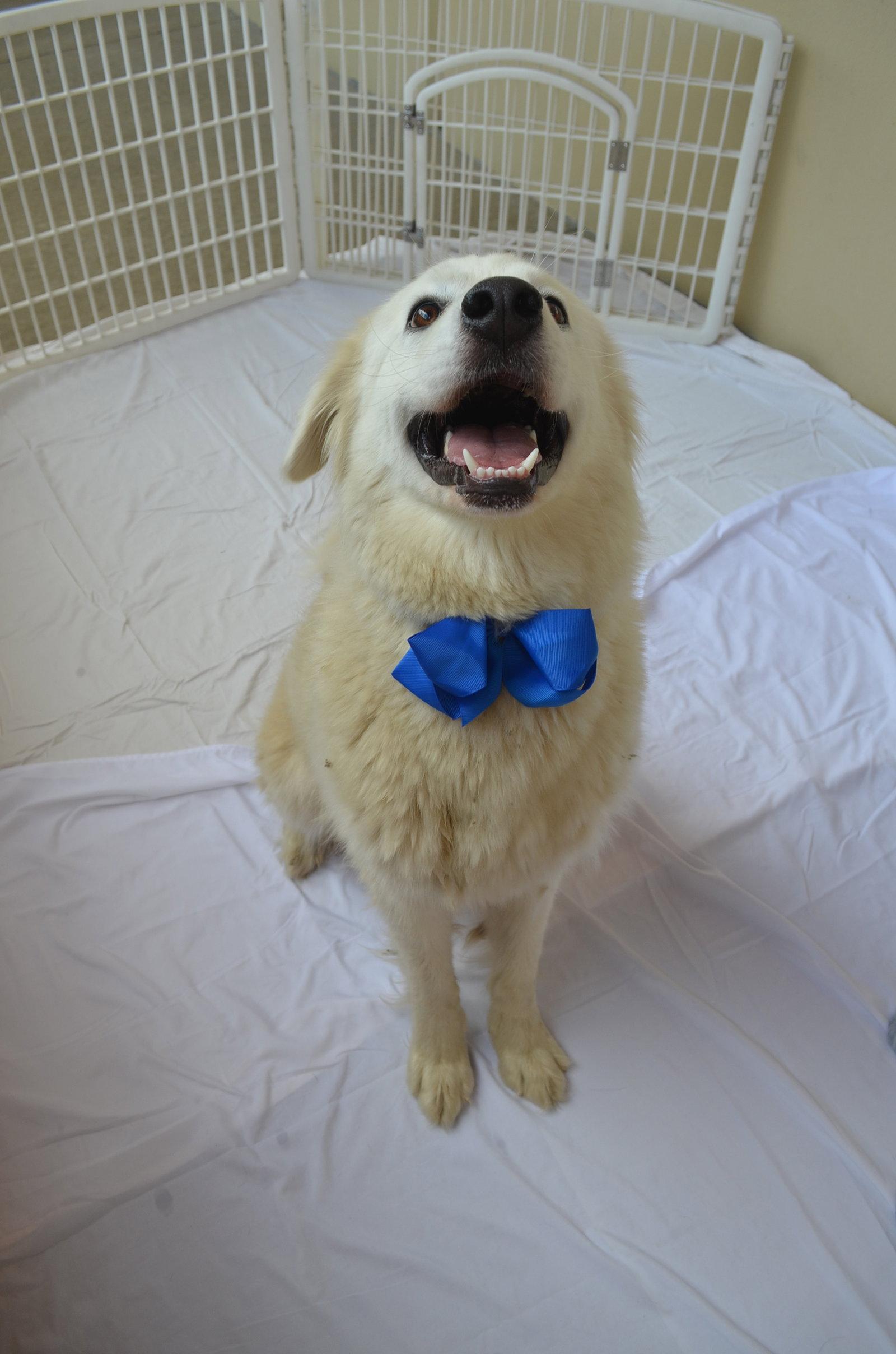 Goal-den, Adopted, Puppy Male Great Pyrenees.