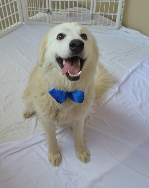 Goal-den, a Adopted Great Pyrenees in McKinney, TX image 2/2