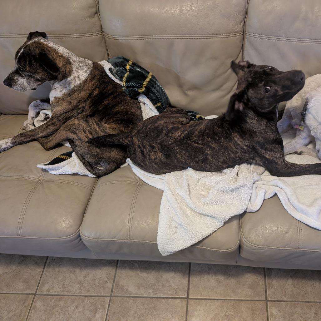 Enlarge Deeks, a Adoptable Mixed Breed in Gainesville, FL image 1/6