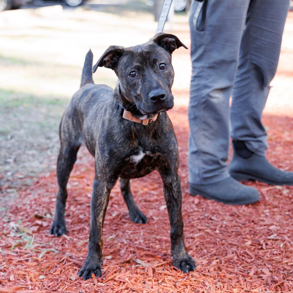 Enlarge Deeks, a Adoptable Mixed Breed in Gainesville, FL image 2/6
