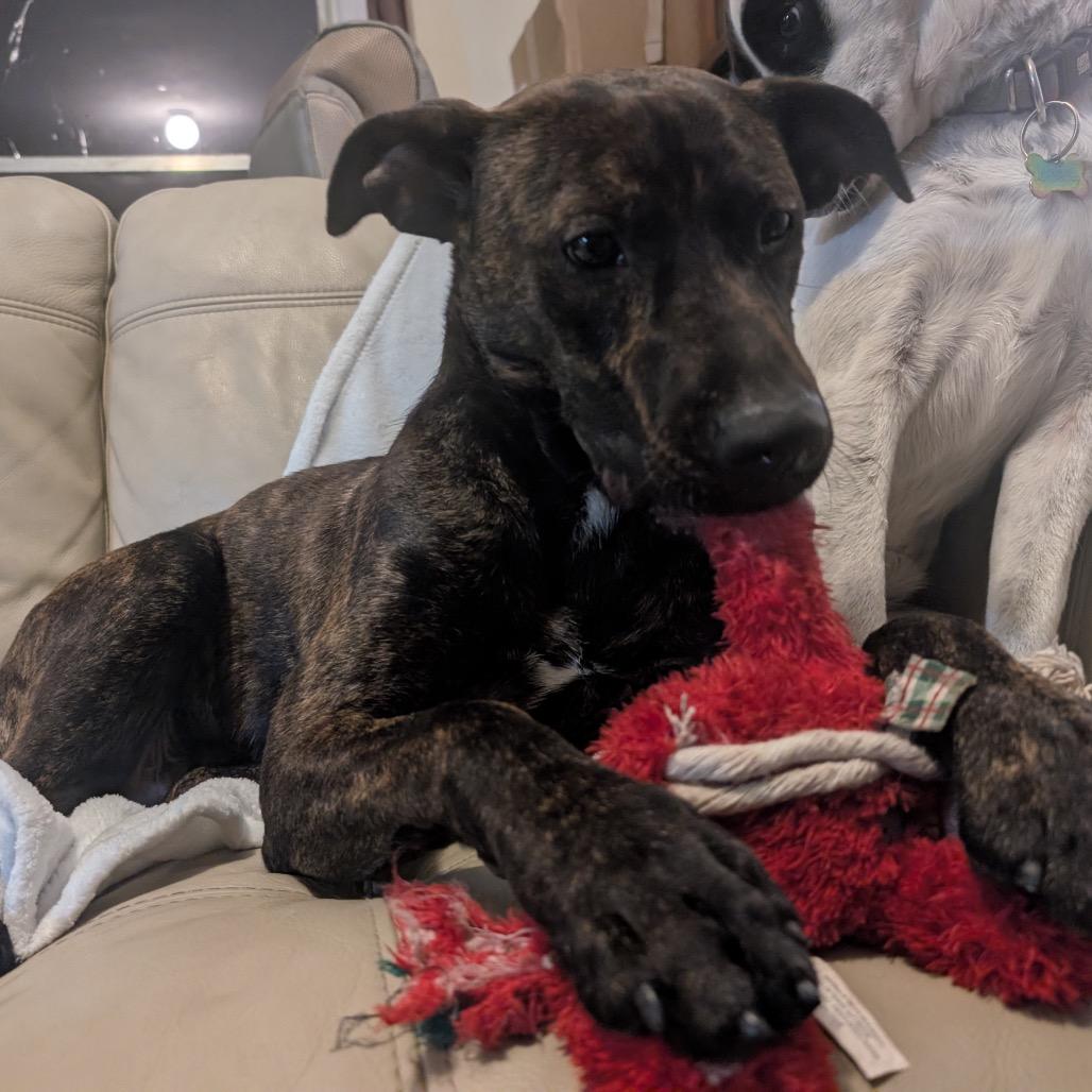 Enlarge Deeks, a Adoptable Mixed Breed in Gainesville, FL image 3/6