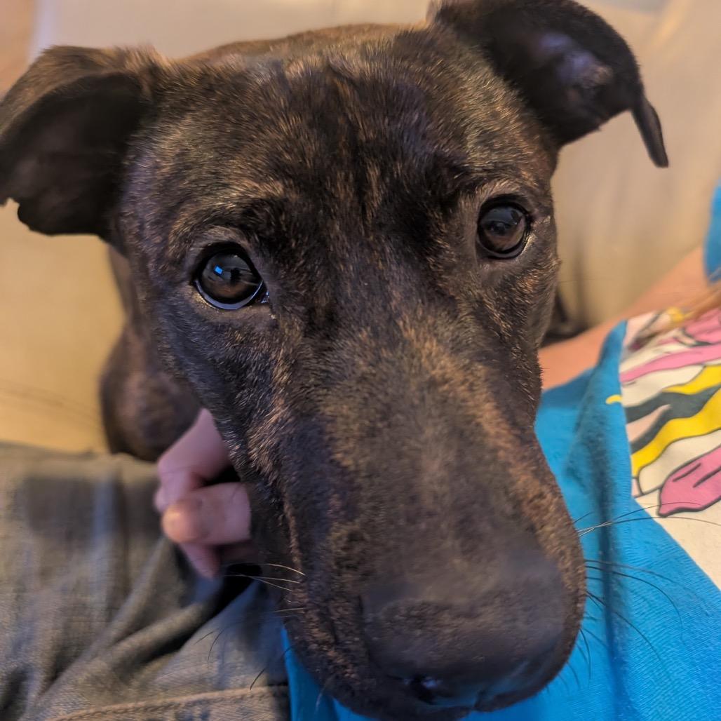 Enlarge Deeks, a Adoptable Mixed Breed in Gainesville, FL image 4/6