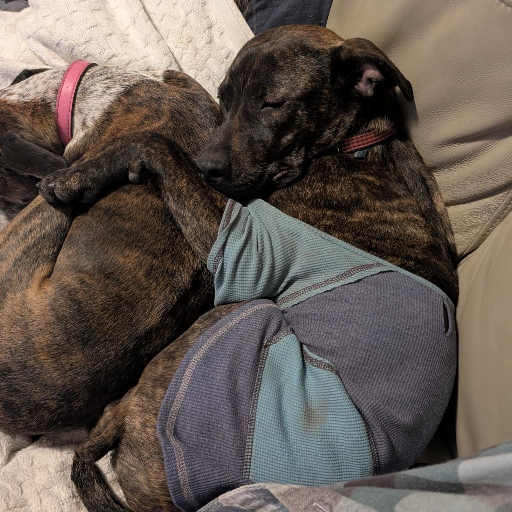 Enlarge Deeks, a Adoptable Mixed Breed in Gainesville, FL image 5/6