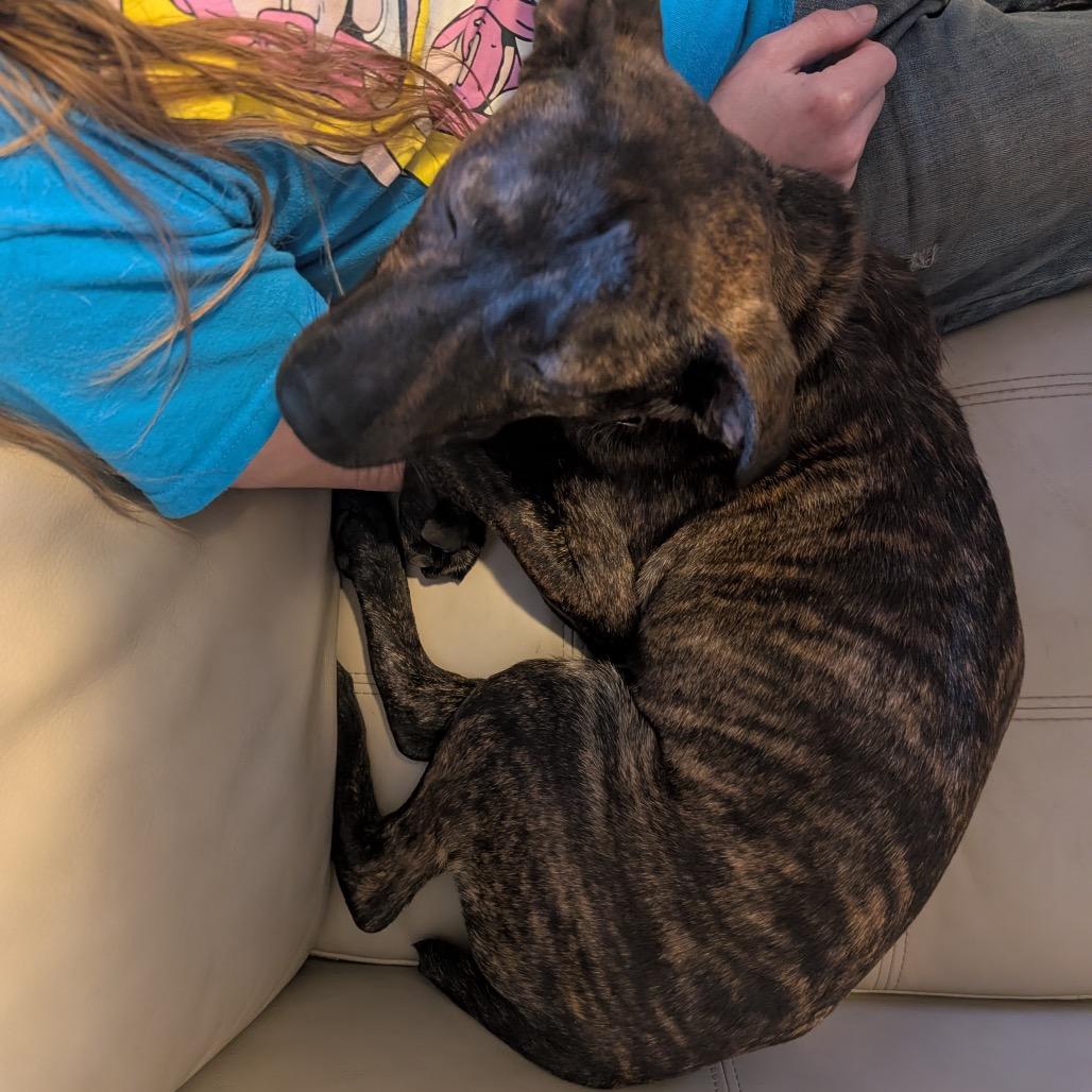 Enlarge Deeks, a Adoptable Mixed Breed in Gainesville, FL image 6/6
