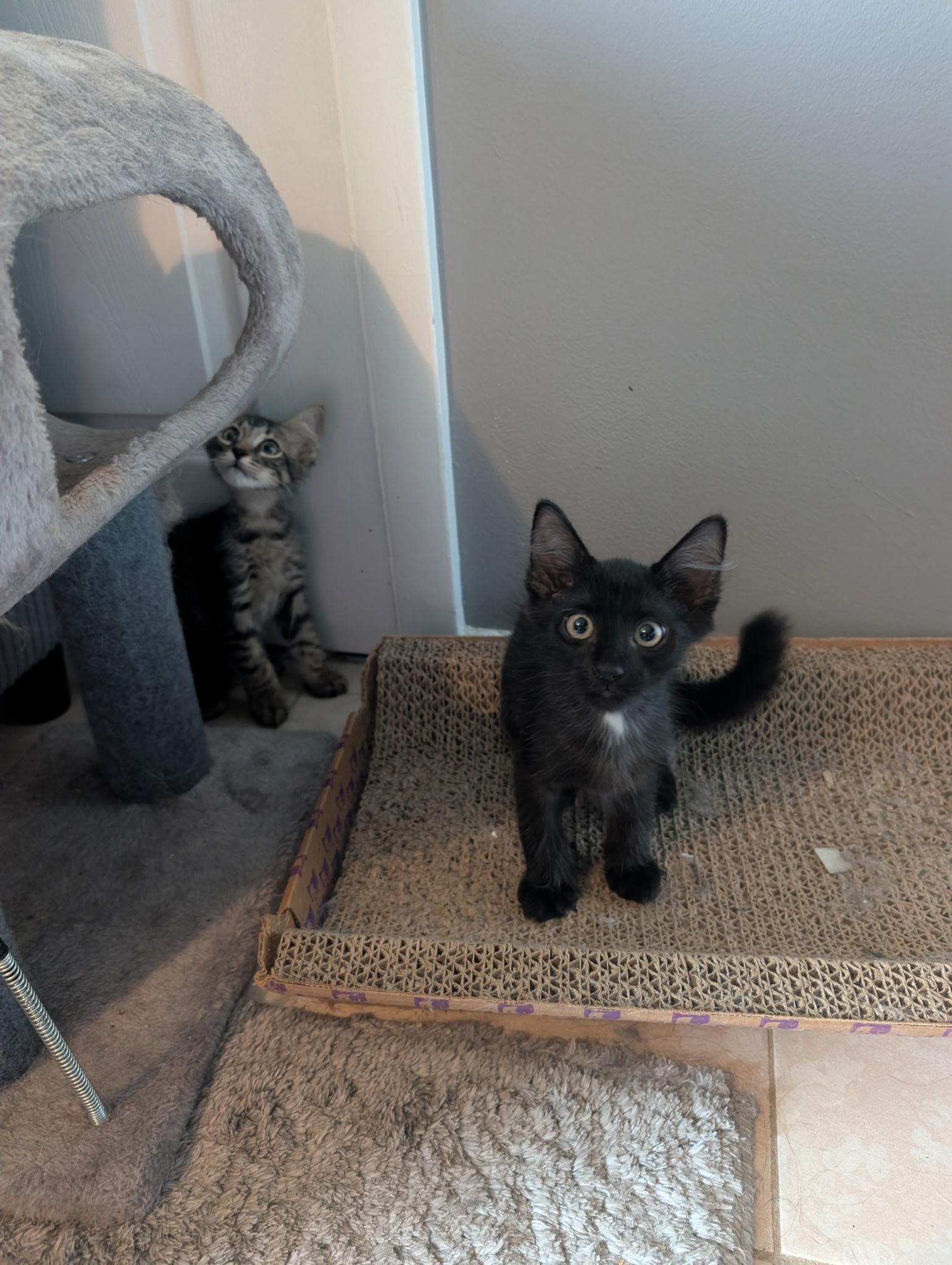 Ulf and Sven, Adoptable, Young Male Domestic Medium Hair.