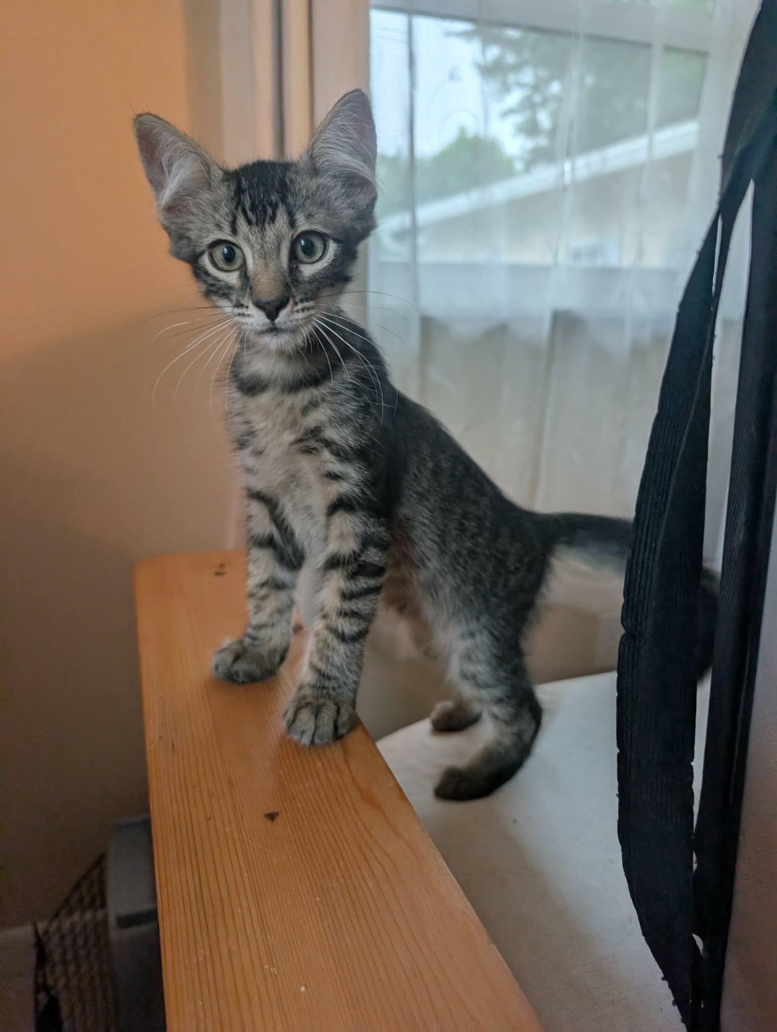 Enlarge Ulf and Sven, a Adoptable Domestic Medium Hair in Melbourne, FL image 4/4