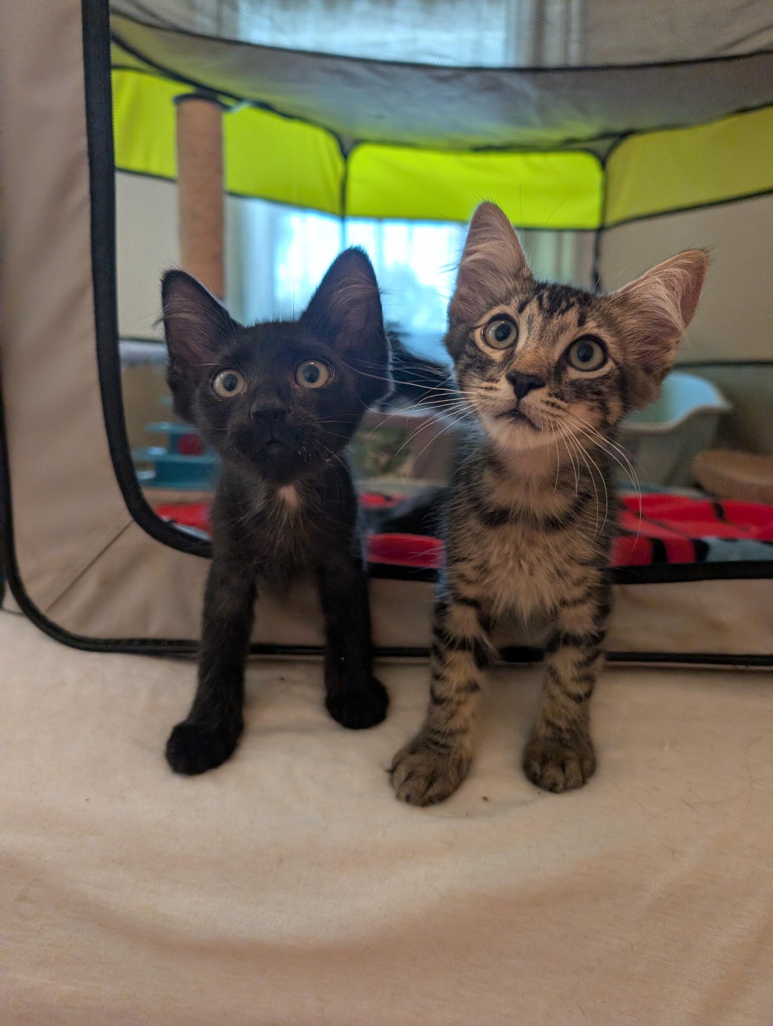 Enlarge Ulf and Sven, a Adoptable Domestic Medium Hair in Melbourne, FL image 2/4