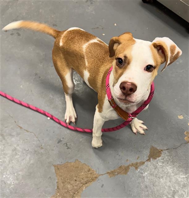 NINJA, Adoptable, Puppy Male Hound & Mixed Breed.