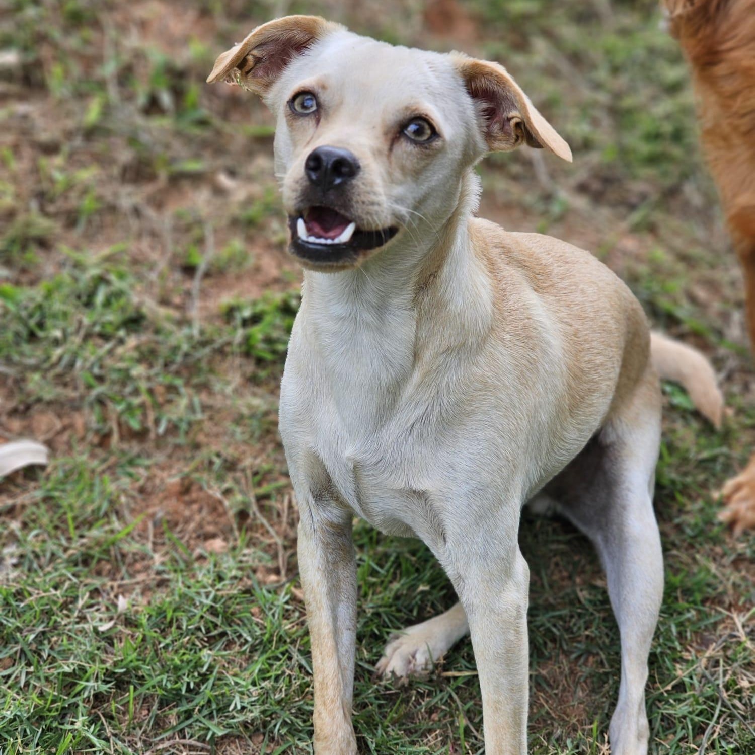 Tambor, ADOPTABLE, Adult Male Chihuahua.