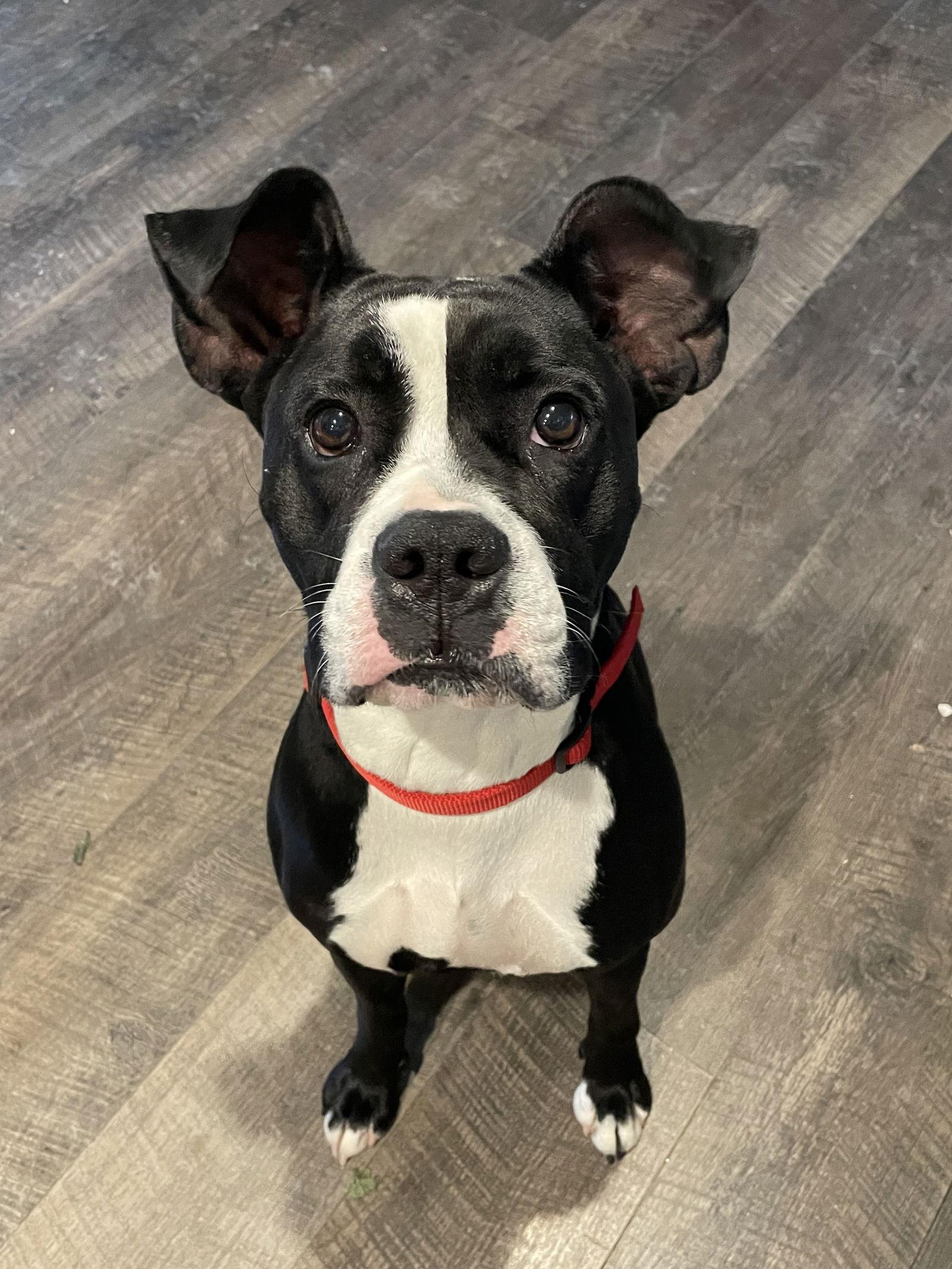 Diamond, Adopted, Young Female Boxer.