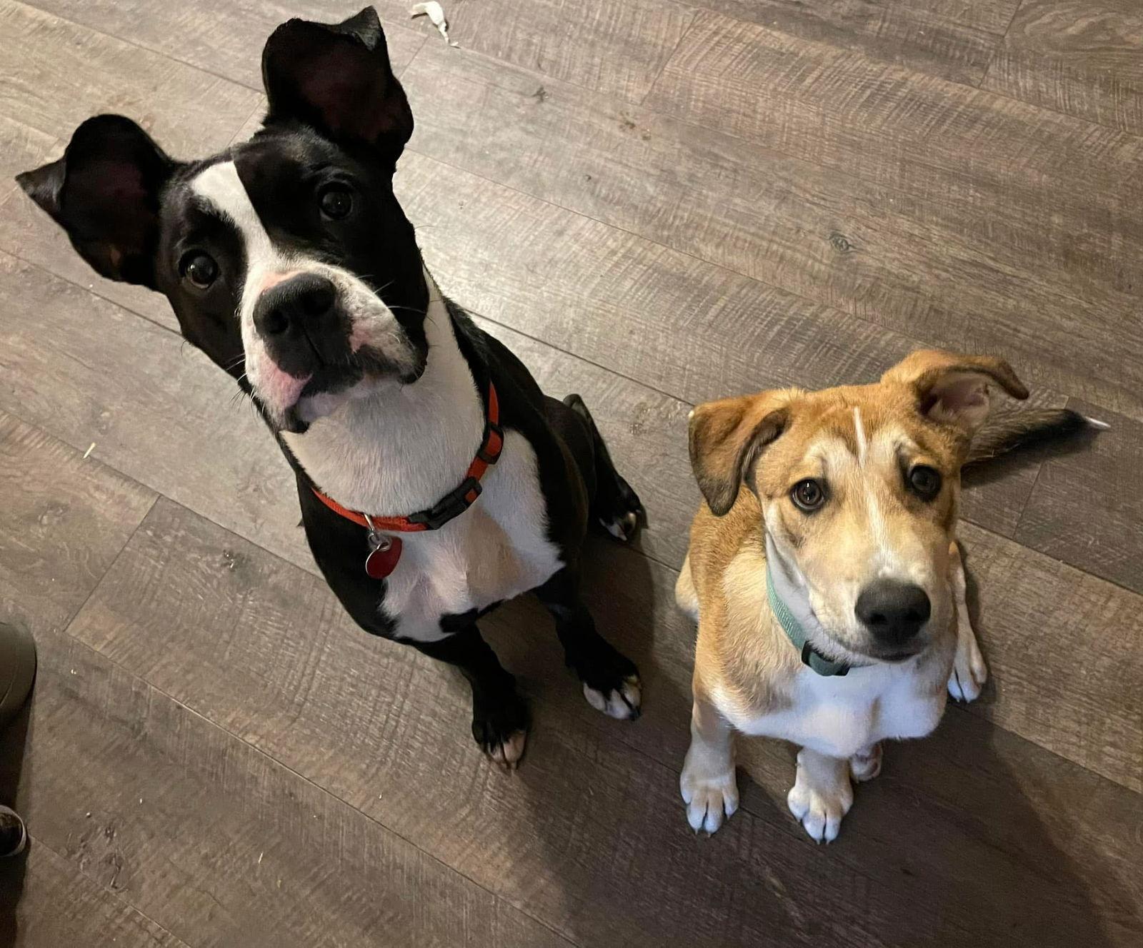 Enlarge Diamond, a Adopted Boxer in Columbus, IN image 2/3