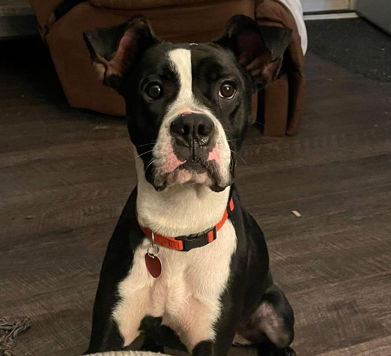 Enlarge Diamond, a Adopted Boxer in Columbus, IN image 3/3