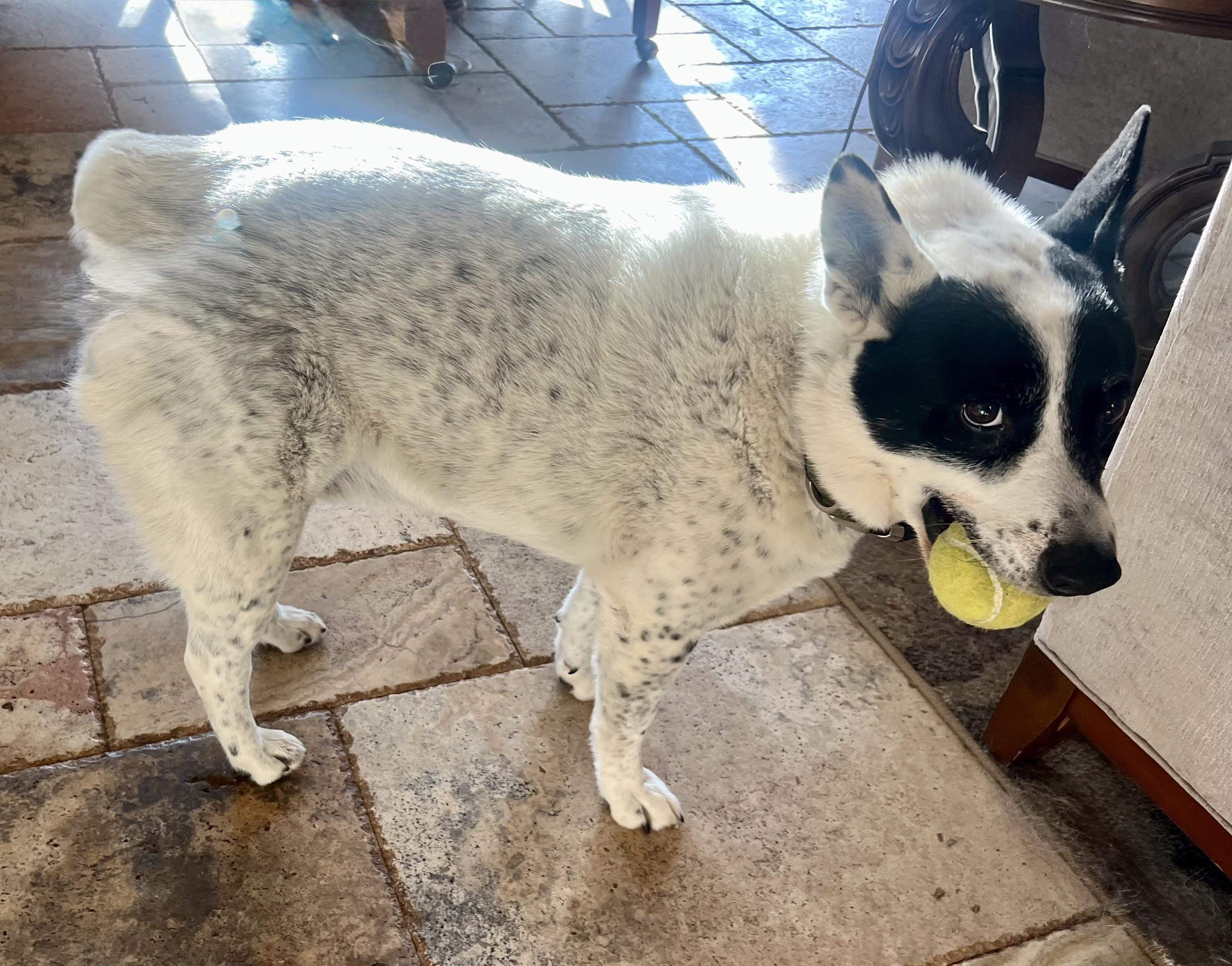 Homer sausage Perkins, ADOPTABLE, Adult Male Australian Cattle Dog / Blue Heeler.