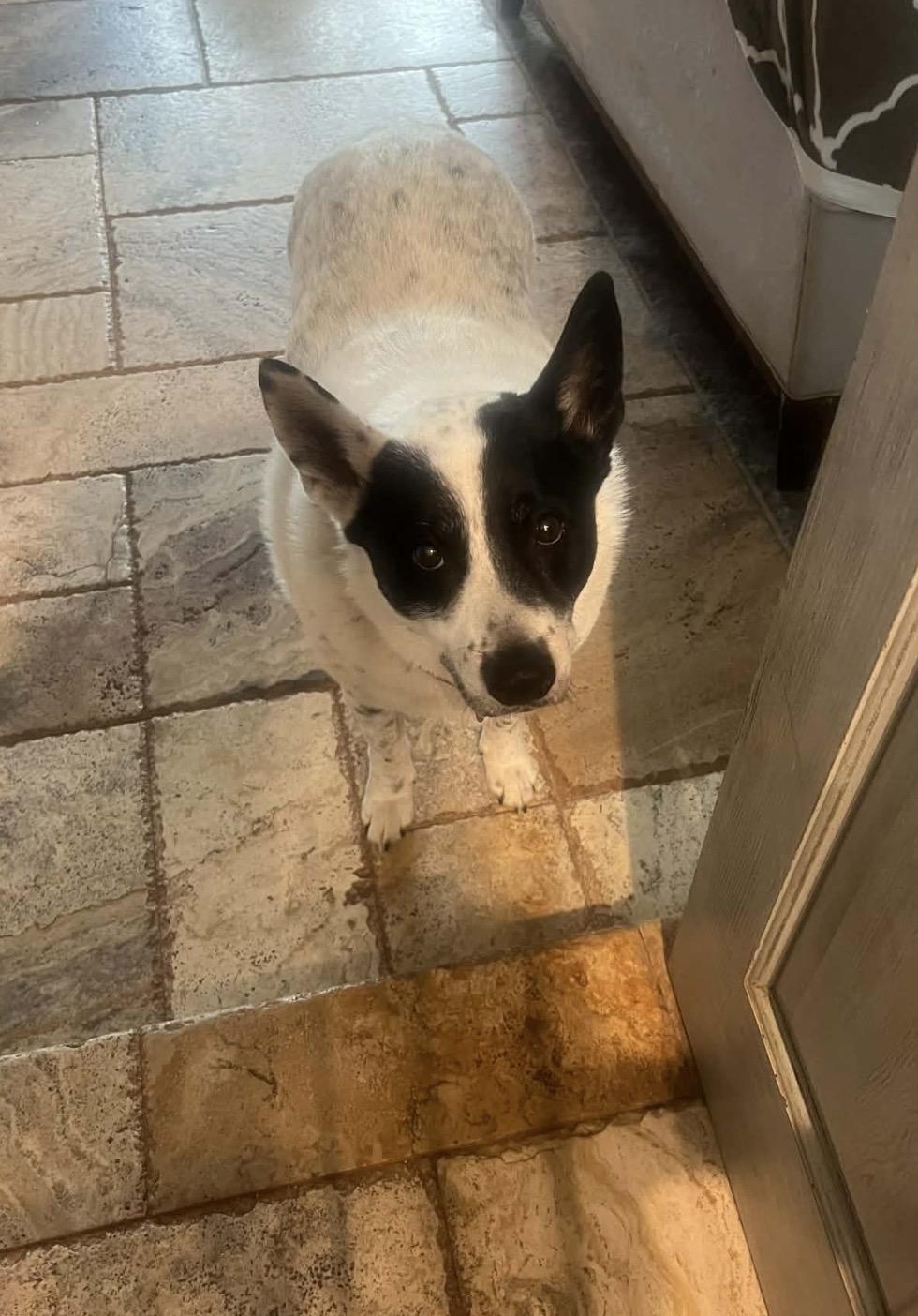 Homer sausage Perkins, a ADOPTABLE mixed breed in Hales corners, WI image 3/3