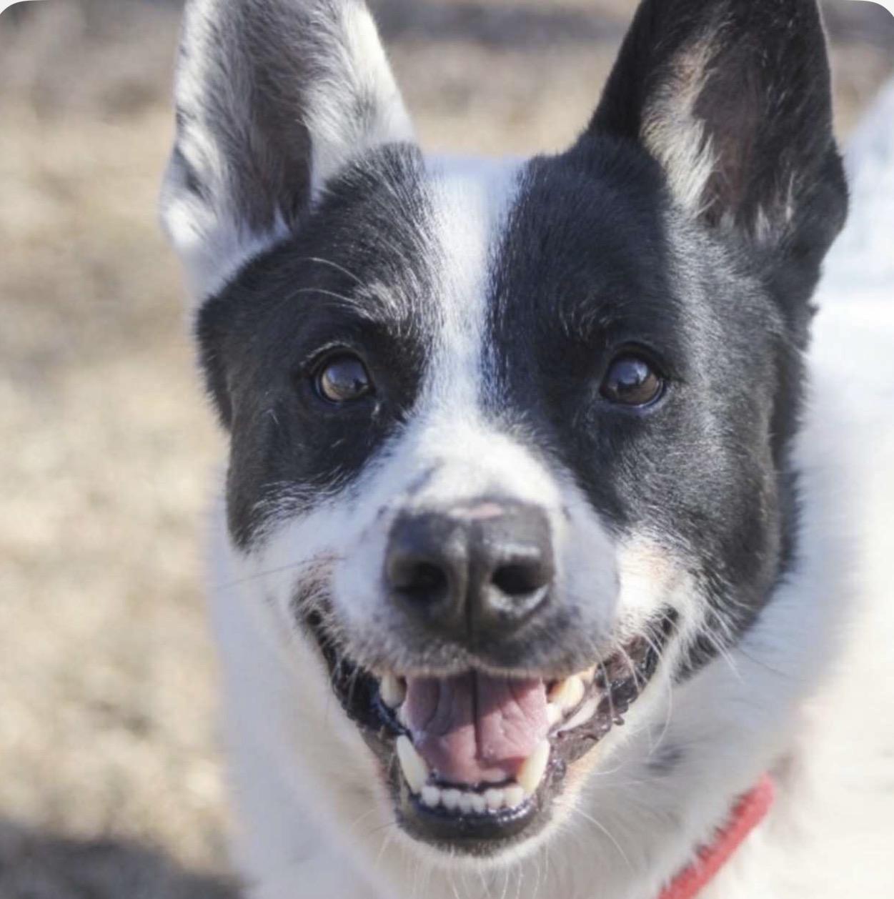 Homer sausage Perkins, a ADOPTABLE mixed breed in Hales corners, WI image 2/3