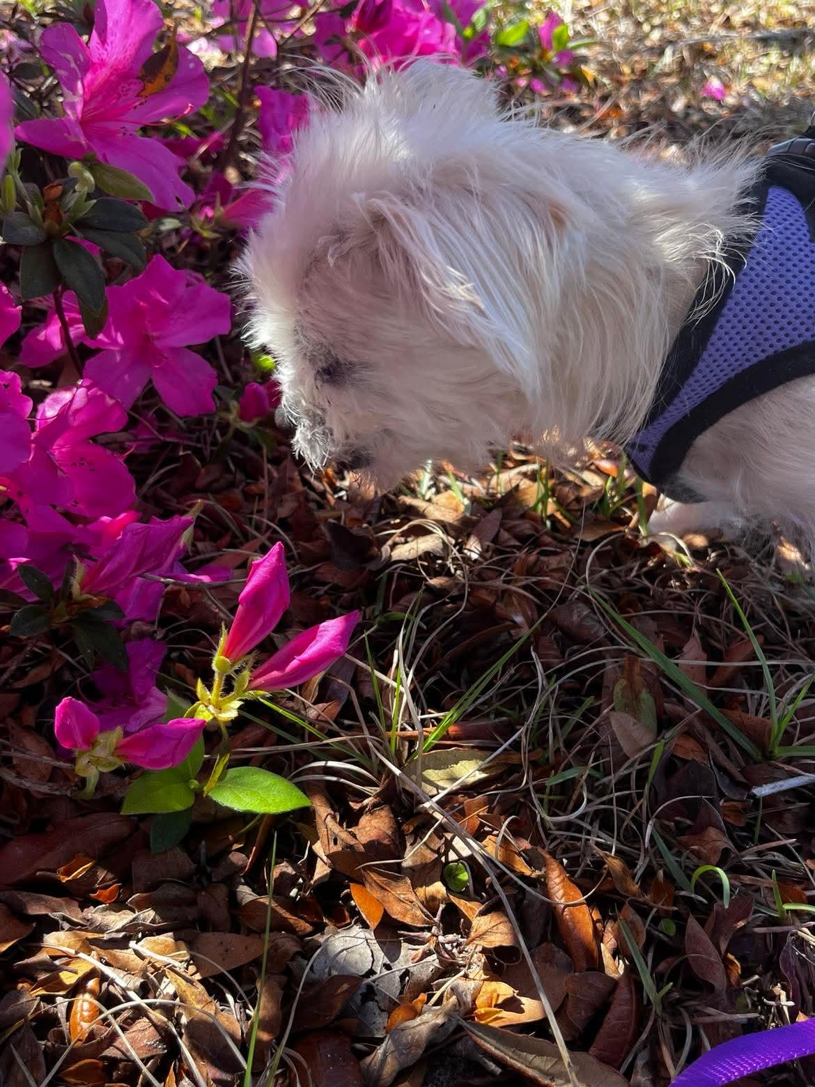 Enlarge Sassy (Coming Soon) , an adopted Mixed Breed in Argyle, NY image 3/4